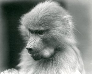 Nuori pyhäpaviaani poskipussi täynnä, Lontoon eläintarha, 1925. tekijältä Frederick William Bond