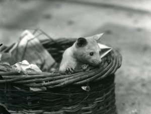 Nuori albiino Opossum kurkistaa ulos korista Lontoon eläintarhassa lokakuussa 1920 tekijältä Frederick William Bond