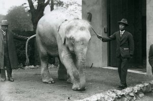AlbinoWhite Burman Elephant Pawah avustajineen, mukaan lukien Dr. Saw Po Min, Lontoon eläintarha, toukokuu 1926 tekijältä Frederick William Bond