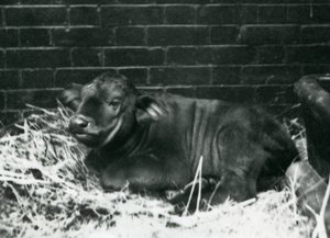 AfricanCape Buffalo -vasikka, syntynyt eläintarhassa 8. helmikuuta 1927, makaa oljissa Lontoon eläintarhassa helmikuussa 1927 tekijältä Frederick William Bond