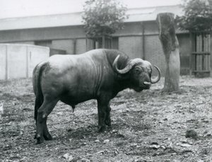Afrikkalainen puhveli eli kap-buhveli seisoo tarhassaan Lontoon eläintarhassa vuonna 1927. tekijältä Frederick William Bond