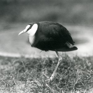 Afrikkalainen Jacana seisoo ruohikolla Lontoon eläintarhassa, elokuu 1927. tekijältä Frederick William Bond