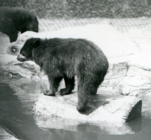 Andien silmälasikarhu tasapainoilemassa puun päällä vesialtaassa, Lontoon eläintarha, kesäkuu 1925 tekijältä Frederick William Bond