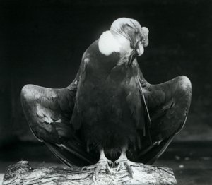 Andien kondori lepää puun päällä, Lontoon eläintarha, 1925 tekijältä Frederick William Bond