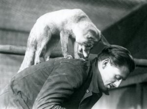 Arabialainen punakettu katsoo selällään seisovan eläintenhoitajan F. Shelleyn olkapään yli, kun tämä kumartuu, Lontoon eläintarha, 1925. tekijältä Frederick William Bond