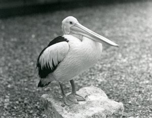 Australian pelikaani seisoo kivellä Lontoon eläintarhassa vuonna 1929 (m/v kuva) tekijältä Frederick William Bond