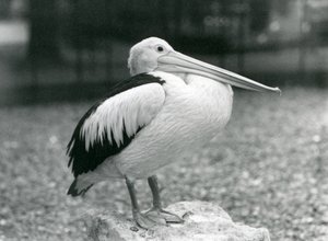 Australian pelikaani seisoo kivellä Lontoon eläintarhassa vuonna 1929 (m/v kuva) tekijältä Frederick William Bond