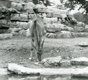 Eland laiduntelee Lontoon eläintarhan Antelope Paddockissa vuonna 1929 (m/v kuva) tekijältä Frederick William Bond