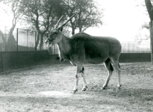 Eland Lontoon eläintarhassa kesäkuussa 1925 tekijältä Frederick William Bond