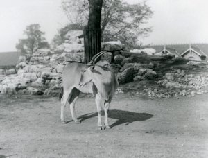 Eland seisoo aitauksessaan Lontoon eläintarhassa vuonna 1929 (b/w kuva) tekijältä Frederick William Bond