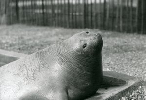 Elephant Seal lepää uima-altaassa Lontoon eläintarhassa vuonna 1930 (m/v kuva) tekijältä Frederick William Bond