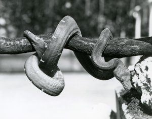 Emerald Tree Boa, jonka runko on kiertynyt vaakasuoraa oksaa pitkin, katsoen alas kohti maata, Lontoon eläintarha, lokakuu 1928 (b/w kuva) tekijältä Frederick William Bond