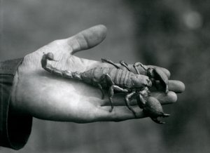 Keisariskorpioni eläintenhoitajan kämmenellä, Lontoon eläintarha, lokakuu 1925. tekijältä Frederick William Bond