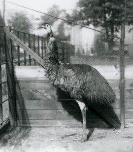 Emu Lontoon eläintarhassa syyskuussa 1927 tekijältä Frederick William Bond