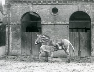 Uhanalainen Grevys Imperial -seepra ruokkii varsaansa Lontoon eläintarhassa vuonna 1927. tekijältä Frederick William Bond