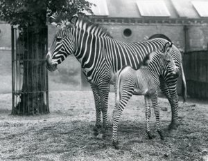 Uhanalainen Grevy