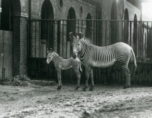 Uhanalainen Grevy