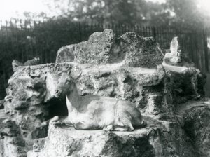 Himalajan karitsa lepää kalliolla Lontoon eläintarhassa elokuussa 1927 tekijältä Frederick William Bond