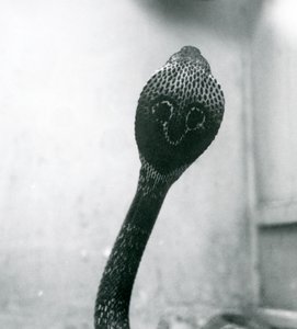 Intialaisen silmälasikobran, jolla on kohotettu pää ja levenevä huppu, Lontoon eläintarha, lokakuu 1925. tekijältä Frederick William Bond
