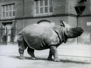 Intian sarvikuono Lontoon eläintarhassa, 1927 tekijältä Frederick William Bond