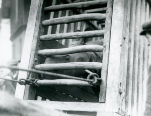 Intiaanisarvikuono kurkistaa ulos puisesta kuljetuslaatikostaan saapuessaan Lontoon eläintarhaan vuonna 1924 tekijältä Frederick William Bond