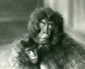 Aikuinen ja nuori Gelada Bleeding -sydänapina Lontoon eläintarhassa tammikuussa 1925 tekijältä Frederick William Bond