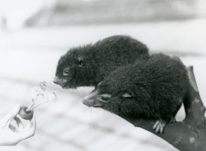 Aikuinen ja nuori Western Tree Hyrax istuu oksalla ja kumartuu porkkanan latvaan, jota pidetään heidän syötäväkseen, Lontoon eläintarha tekijältä Frederick William Bond