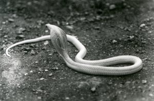 Albiino IndianSpectacledAsianBinocellate Cobra, jonka pää koholla ja huppu levitettynä, Lontoon eläintarha, syyskuu 1924 tekijältä Frederick William Bond