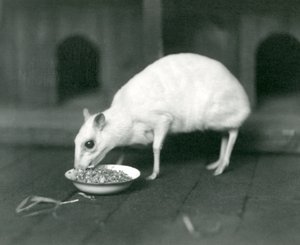 Albiino Javan ChevrotainJava-hiirihirvi syö kulhosta Lontoon eläintarhassa vuonna 1926. tekijältä Frederick William Bond