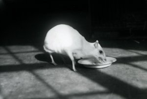 Albiino chevrotain syömässä lautaselta, Lontoon eläintarha, joulukuu 1926. tekijältä Frederick William Bond