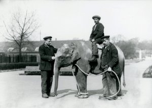 Intiaanielefantin vauva Keepers A. Churchin ja H. Robertsonin kanssa Lontoon eläintarhassa, kesäkuu 1922 tekijältä Frederick William Bond