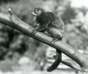 Uhanalainen Coquerel