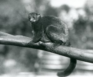 Uhanalainen Coquerel