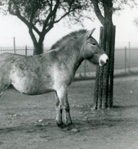 Uhanalainen Przewalskis-villihevonen Lontoon eläintarhassa, lokakuu 1927. tekijältä Frederick William Bond