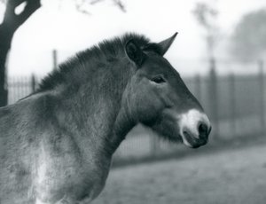 Uhanalainen Przewalskis-villihevonen Lontoon eläintarhassa, lokakuu 1927. tekijältä Frederick William Bond