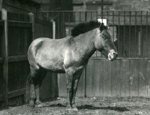 Uhanalainen Przewalskis-villihevonen Lontoon eläintarhassa vuonna 1927. tekijältä Frederick William Bond