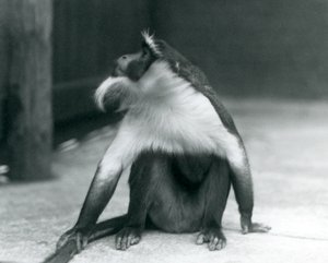 Uhanalainen Roloway-apina istuu maassa, katsoo ylöspäin ja pitää häntäänsä, Lontoon eläintarha, 1927. tekijältä Frederick William Bond