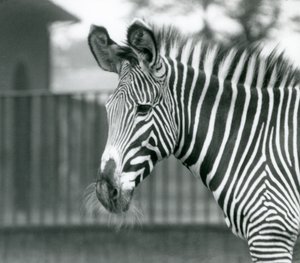 Naaras/jenny uhanalainen Grevy