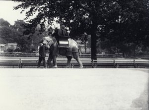 Aasialaisnorsu "Jessie" ratsastaa kahden naisen ja lapsen kanssa eläintenhoitajan johdolla Lontoon eläintarhassa toukokuussa 1914. tekijältä Frederick William Bond