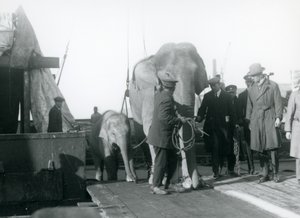 Aasialaisnorsuja nousemassa laivasta matkalla Lontoon eläintarhaan vuonna 1927. tekijältä Frederick William Bond