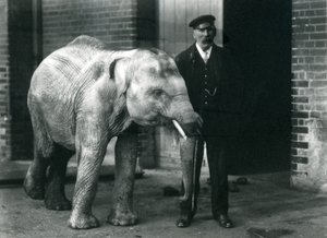 Aasiannorsuvauva pitäjän Charles Eylesin kanssa Lontoon eläintarhassa, marraskuu 1915 tekijältä Frederick William Bond