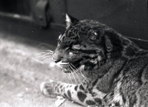 Pilvinen leopardi, 1922 tekijältä Frederick William Bond