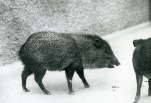 Kaulukselliset pekkarit Lontoon eläintarhassa, 1927 tekijältä Frederick William Bond