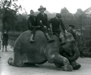 Cowboyt ja kouluttaja naaras Intian Elephant Sundermalah kanssa vierailulla Lontoon eläintarhassa vuonna 1924 tekijältä Frederick William Bond