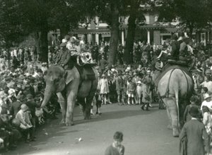 Elephant Rides, jossa kaksi aasialaista norsua katselivat yleisöä Lontoon eläintarhassa elokuussa 1926 (m/v kuva) tekijältä Frederick William Bond