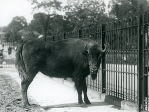 Euroopan biisoni Georgina karsinansa kaltereilla, Lontoon eläintarha, 12. elokuuta 1926. tekijältä Frederick William Bond