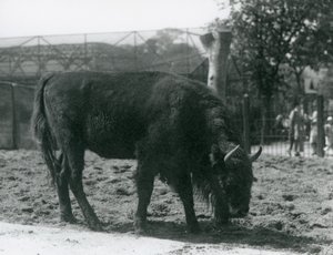Euroopan biisoni Julia syö ruohoa tarhassaan, Lontoon eläintarha, 12. elokuuta 1926. tekijältä Frederick William Bond