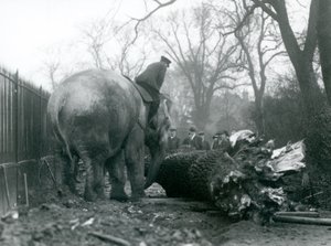 Naaras Aasiannorsu, "Indiarani", liikuttaa puuta runkonsa kanssa, kun hänen vartijansa istuu selällään ohjaten häntä, Lontoon eläintarha tekijältä Frederick William Bond