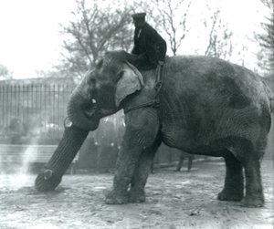 Aasialaisnorsu Indiarani liikkuu puutavaraa rungollaan, kun sen hoitaja istuu sen selässä ohjaamassa sitä, Lontoon eläintarha. tekijältä Frederick William Bond