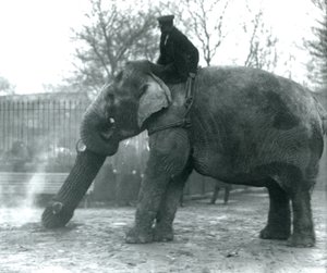 Naaras Aasiannorsu, Indianrani, liikuttaa puuta runkonsa kanssa, kun hänen vartijansa istuu selällään ohjaten häntä, Lontoon eläintarha, 1925 tekijältä Frederick William Bond